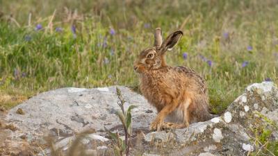 Brown Hare sits on a rock in Wales