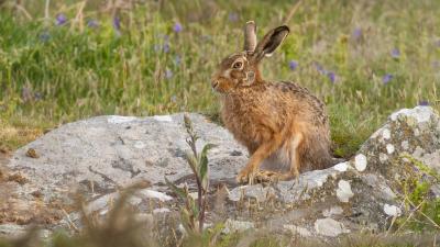 Brown Hare sits on a rock in Wales