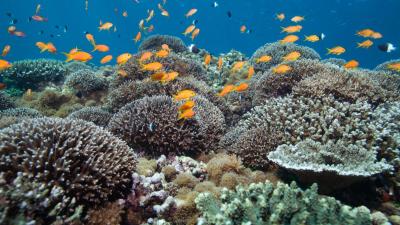 Mafamede healthy reeftop with acropora and anthias