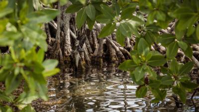 Mangroves at Boca Chica Channel at Hol Chan National Park and Marine Reserve