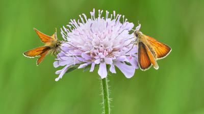 Orange butterfly on flower