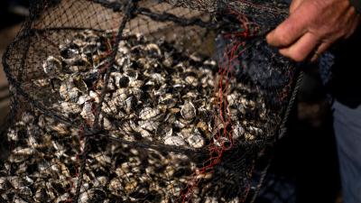 Oyster nets washed and prepared at Fishers Island Oyster Farm in Fishers Island