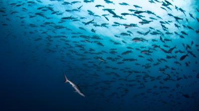 Pacific Ocean - Galapagos shark and fish swarm 