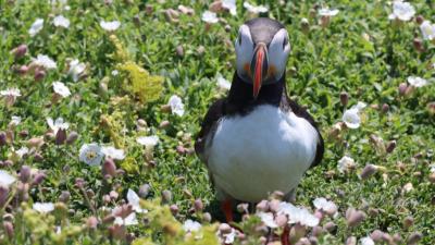Puffin surrounded by flowers