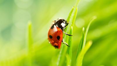 ladybird ladybird
