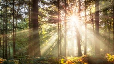 Sunlight breaking through trees in a forest