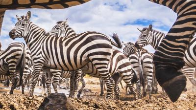 Wild Zebra Wild Zebra