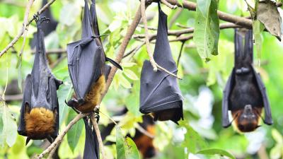Fruit bats aka flying foxes Fruit bats aka flying foxes