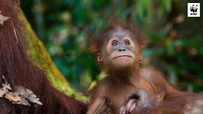 Sumatran orangutan (Pongo abelii) with infant at the Gunung Leuser National Park, Indonesia