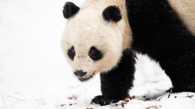 Wild Giant Panda (Ailuropoda melanoleuca), female, in Giant Panda National Park, Sichuan, China. Wild Giant Panda (Ailuropoda melanoleuca), female, in Giant Panda National Park, Sichuan, China.