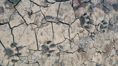 Pugmarks of tiger (Panthera tigris). Suklaphanta Wildlife Reserve, Nepal.