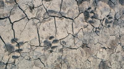 Pugmarks of tiger (Panthera tigris). Suklaphanta Wildlife Reserve, Nepal.