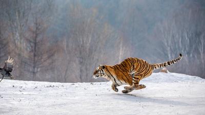 Siberian Tiger running in the snow and catch their prey