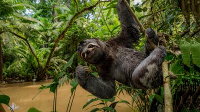 Brown throated three toed sloth hanging from branch, Yasuni National Park, Orellana, Ecuador