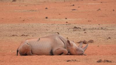 Yellow billed oxpeckers are seen perching upon a black rhino in Tsavo Rhino Sanctuary, Kenya.