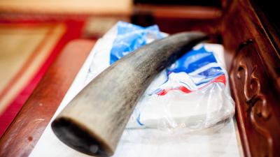 A rhino horn for sale on the table of a black market animal trade dealer at his home in Hanoi, Vietnam.