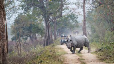 An Asian rhino ( Rhinoceros unicornis )  crosses a path while tourists watch from their vehicles. Kaziranga National Park, India.
