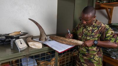 Sam registers incoming elephant's tusks and rhino horns. Ol Pejeta. Kenya, Africa