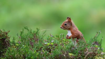Red Squirrel in heather, September, Perthshire