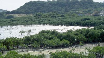 Mangrove and Tidal Flat in Manko Okinawa; Manko (Ramsar Site). Japan