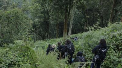 Census field teams walking through Bwindi Impenetrable National Park in search of gorilla signs.