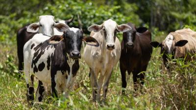 A group of cows in Primeravera Farm Iñapari Peru