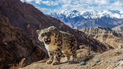 A young wild snow leopard