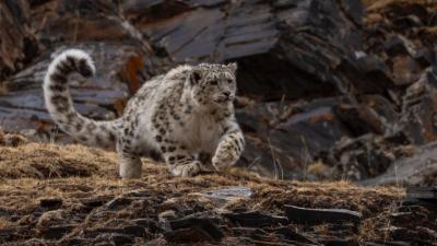 Snow leopard running
