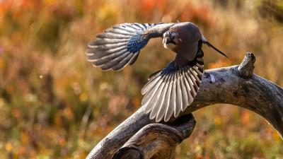 Eurasian jay  (Garrulus glandarius) flying off a tree branch, autumn