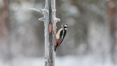 Great spotted woodpecker (Dendrocopos major) pecking on a spruce cone to get to the seeds