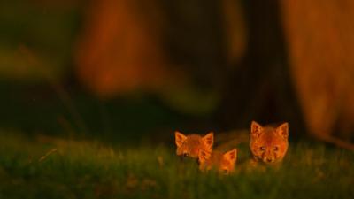 Three infant fox cubs emerge from their earth as the forest is bathed in glorious evening sunlight Derbyshire, UK
