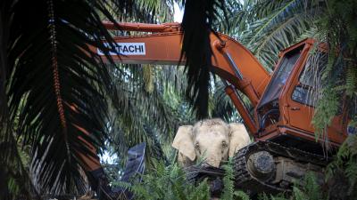 Bornean Elephant (Elephas maximus borneensis) standing near a digger in the replanting area of the Sabah Softwoods in Sabah, Borneo, Malaysia.