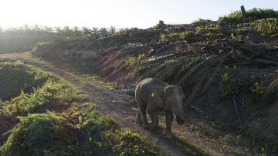 Bornean Elephant (Elephas maximus borneensis) walking on road in the Sabah Softwoods plantation in Sabah, Borneo, Malaysia.