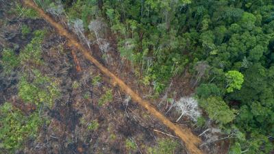 Deforestation of the Amazon rainforest