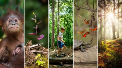 From left to right: Infant Sumatran orangutan at the Gunung Leuser National Park in Indonesia, portrait of a plant taking advantage of a cut tree to provide support, child walking along a fallen branch at a WWF-UK forest trail, bright butterflies and a yellow-spotted river turtle in Peru, and sunshine through trees in the New Forest in the UK.