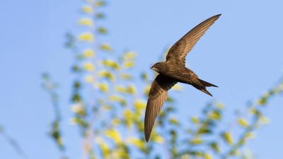 Common swift in flight