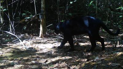 Melanistic jaguar caught on camera trap in Aripuanã National Forest (Aripuanã FLONA), Southern Amazonas State
