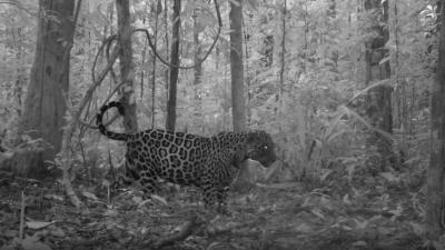 Jaguar caught in a camera trap in Amapá National Forest (Amapá FLONA), Amapá State