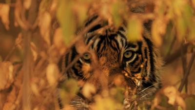 Bengal tiger peering through leaves of bushes