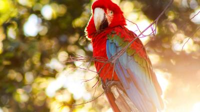 Red-and-green macaw photographed in Bonito, Mato Grosso do Sul, Brazil. Red-and-green macaw in a tree