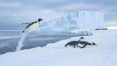 Emperor penguins (Aptenodytes forsteri) jumping out of the water onto sea ice with a tunnel of water trailing from its tail.
