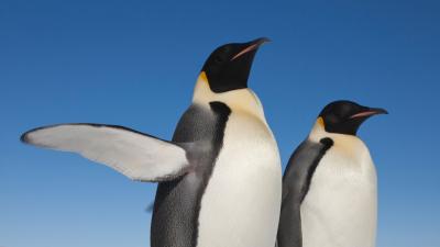 Emperor penguins (Aptenodytes forsteri) one with raised flipper, Snow Hill Island rookery, Weddell Sea, Antarctica