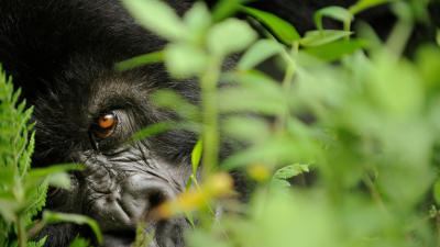 Mountain gorilla (Gorilla beringei beringei) close up of eye, Volcanoes NP, Virunga mountains, Rwanda