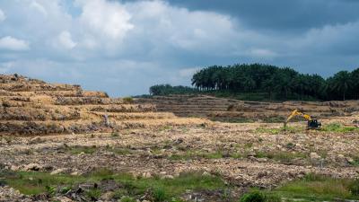 A digger ploughs deforested land on an oil palm plantation in Sabah, Borneo
