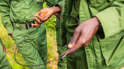 Members of SORALO's community ranger team find and dispose of a recently set snare. Enkongu Enkare Naroosura station, Narok County, Kenya.