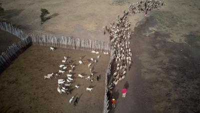 Aerial views of livestock leaving their boma (animal enclosure) for daily pasture, Narok County, Kenya.
