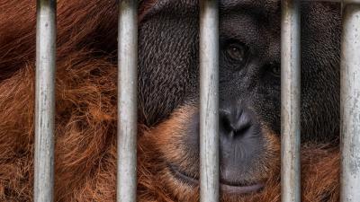 Win gayo, a 20 year old male at the Frankfurt Zoological Society Orangutan Project