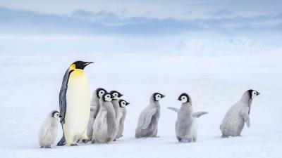 Emperor penguin (Aptenodytes forsteri)  adult and chicks walking, Antarctica.