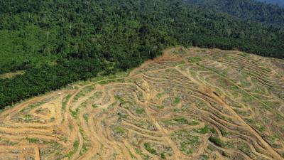 an estate removing and replanting palm oil in Borneo