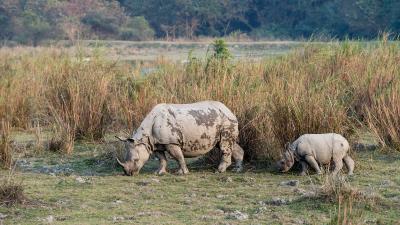 An Asian rhino ( Rhinoceros unicornis ) and it's calf walking through long grass. Kaziranga National Park, India